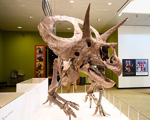 Torosaurus latus